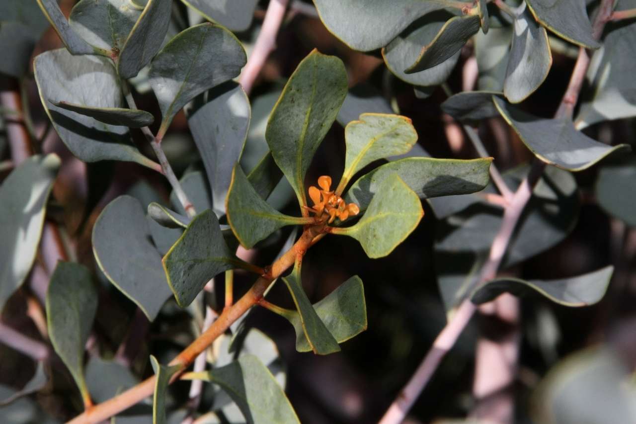 Image de Codonocarpus cotinifolius (Desf.) F. Müll.