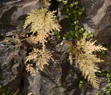 Image of medicinal spikemoss