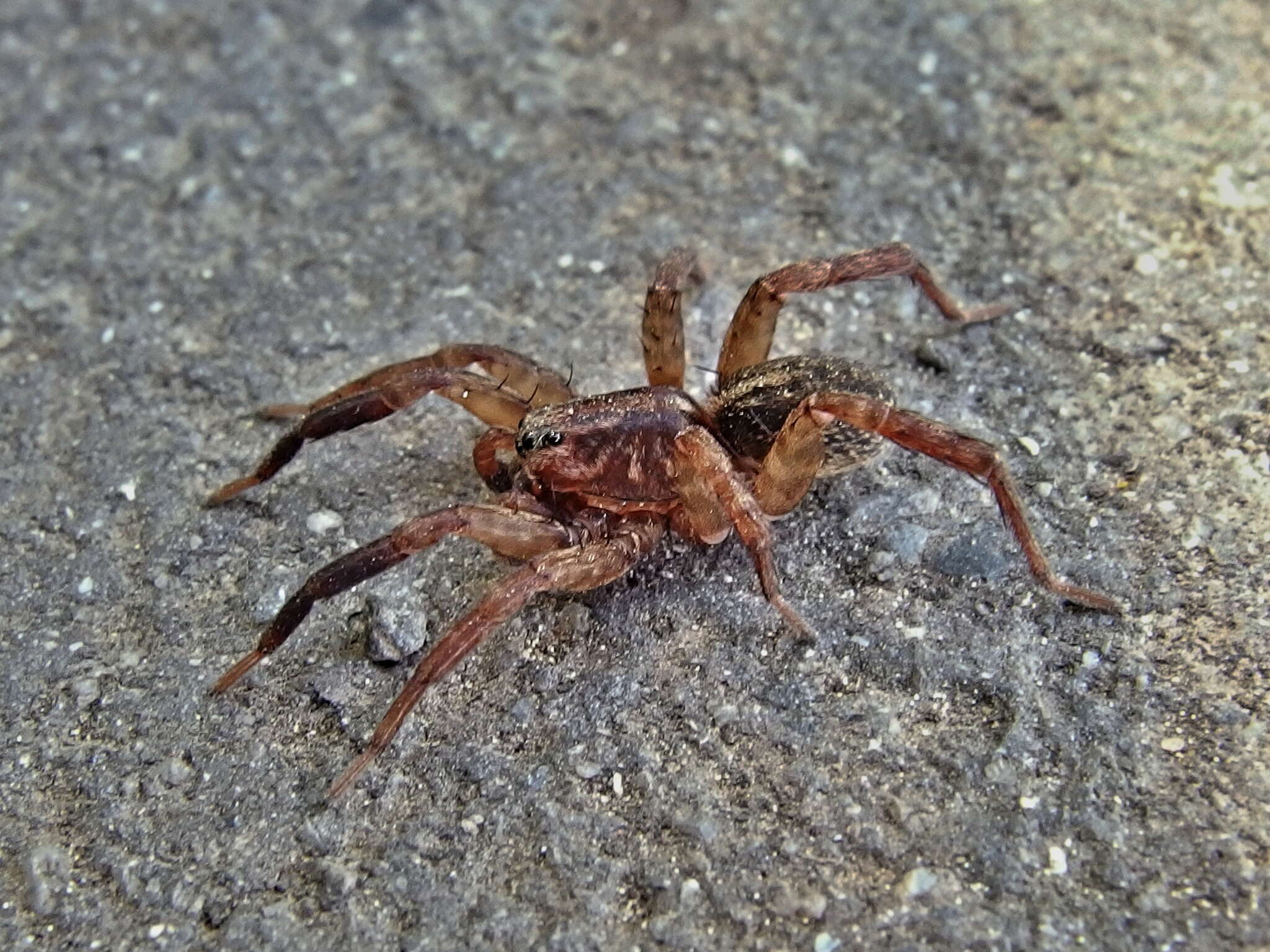 Image of Trochosa terricola Thorell 1856