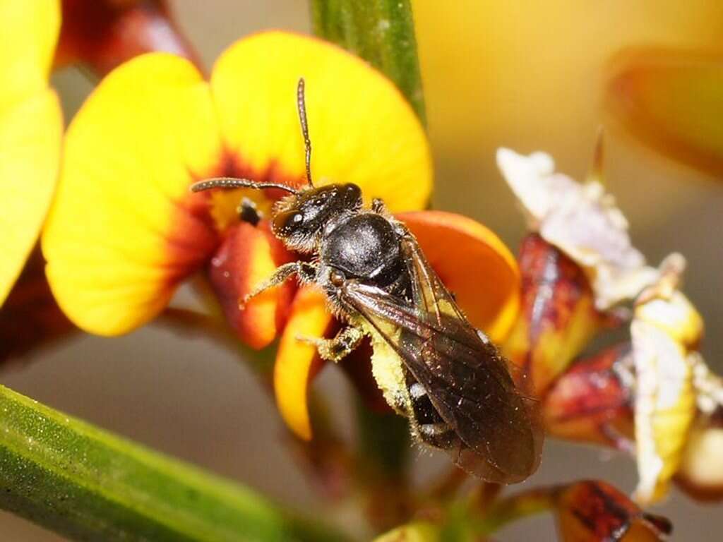 Lasioglossum calophyllae (Rayment 1935)的圖片