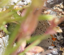 Image of California Hairstreak