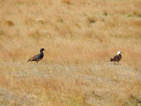 Image of Paradise Shelduck