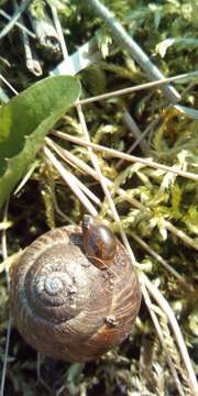 Image of amber snail