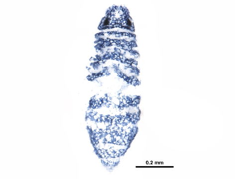 Image of Odontellidae