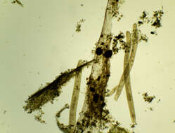 Image of Spirostomum ambiguum