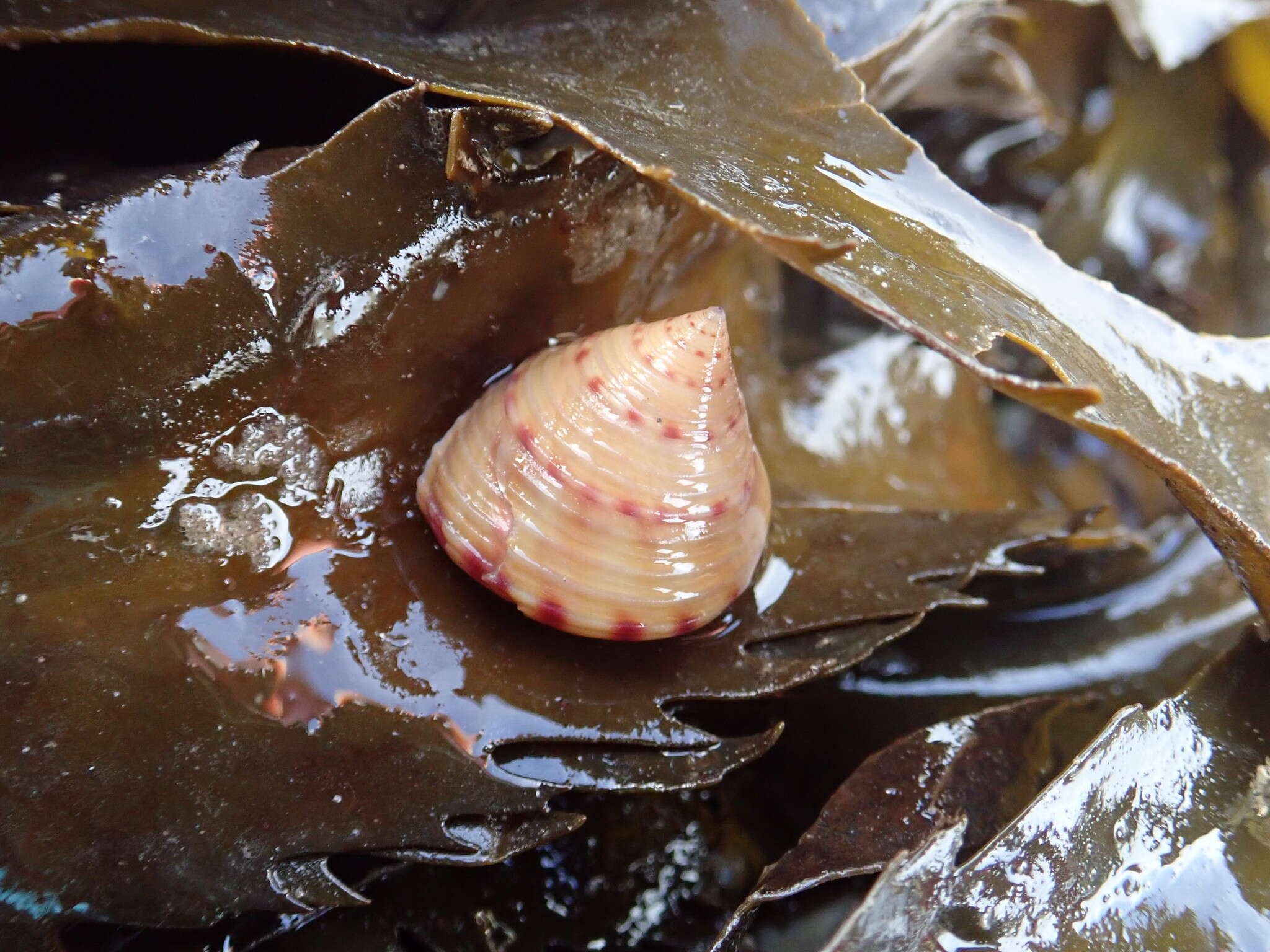 Sivun Calliostoma zizyphinum (Linnaeus 1758) kuva