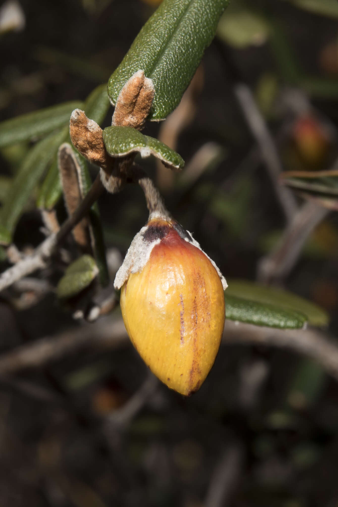 Image of Siegfriedia darwinioides C. A. Gardner