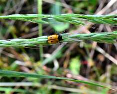 Sivun <i>Cryptocephalus trimaculatus</i> kuva