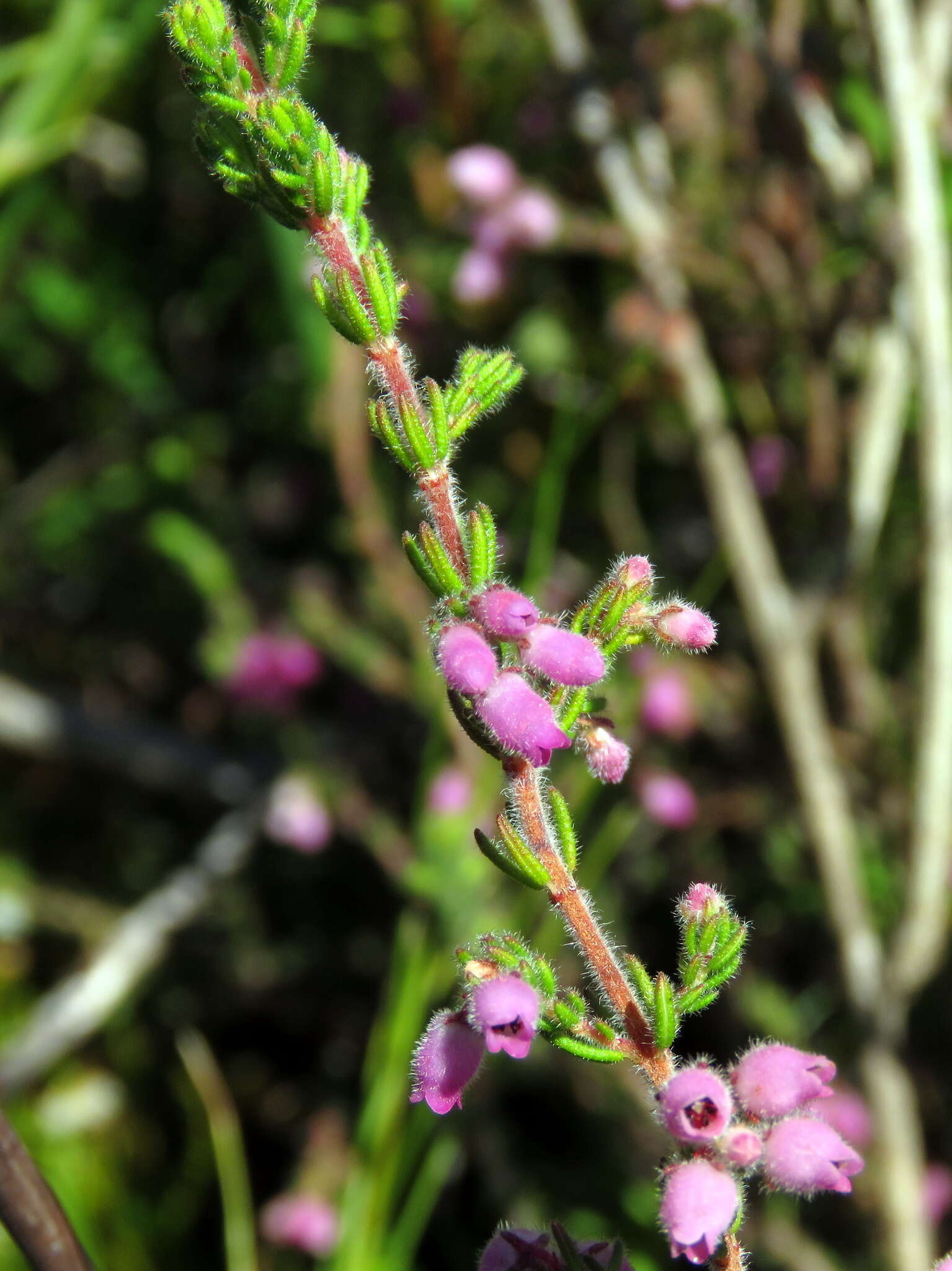 Image of Erica hirtiflora Curt.