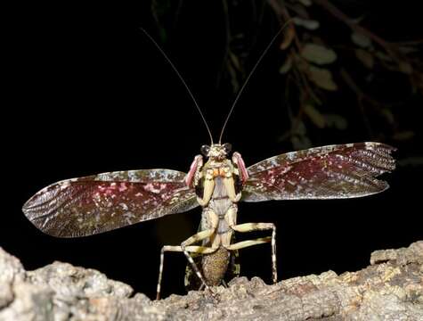 Image of Theopompella fusca Giglio-Tos 1917