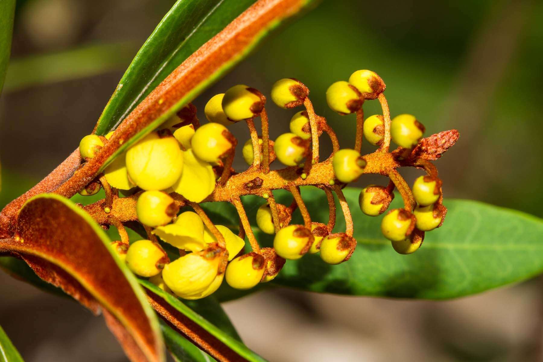 Image of Acridocarpus austrocaledonicus Baill.