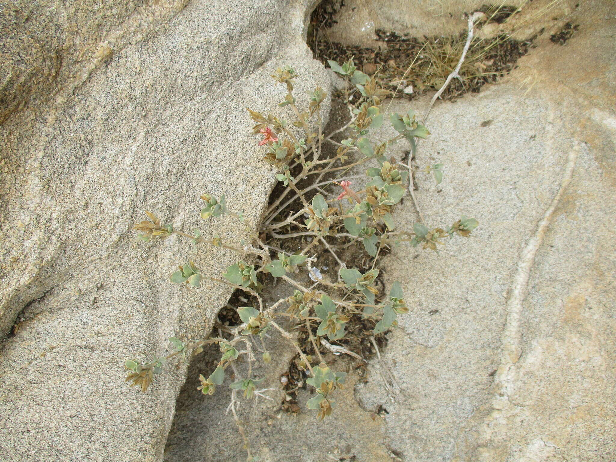 صورة Ruellia diversifolia S. Moore