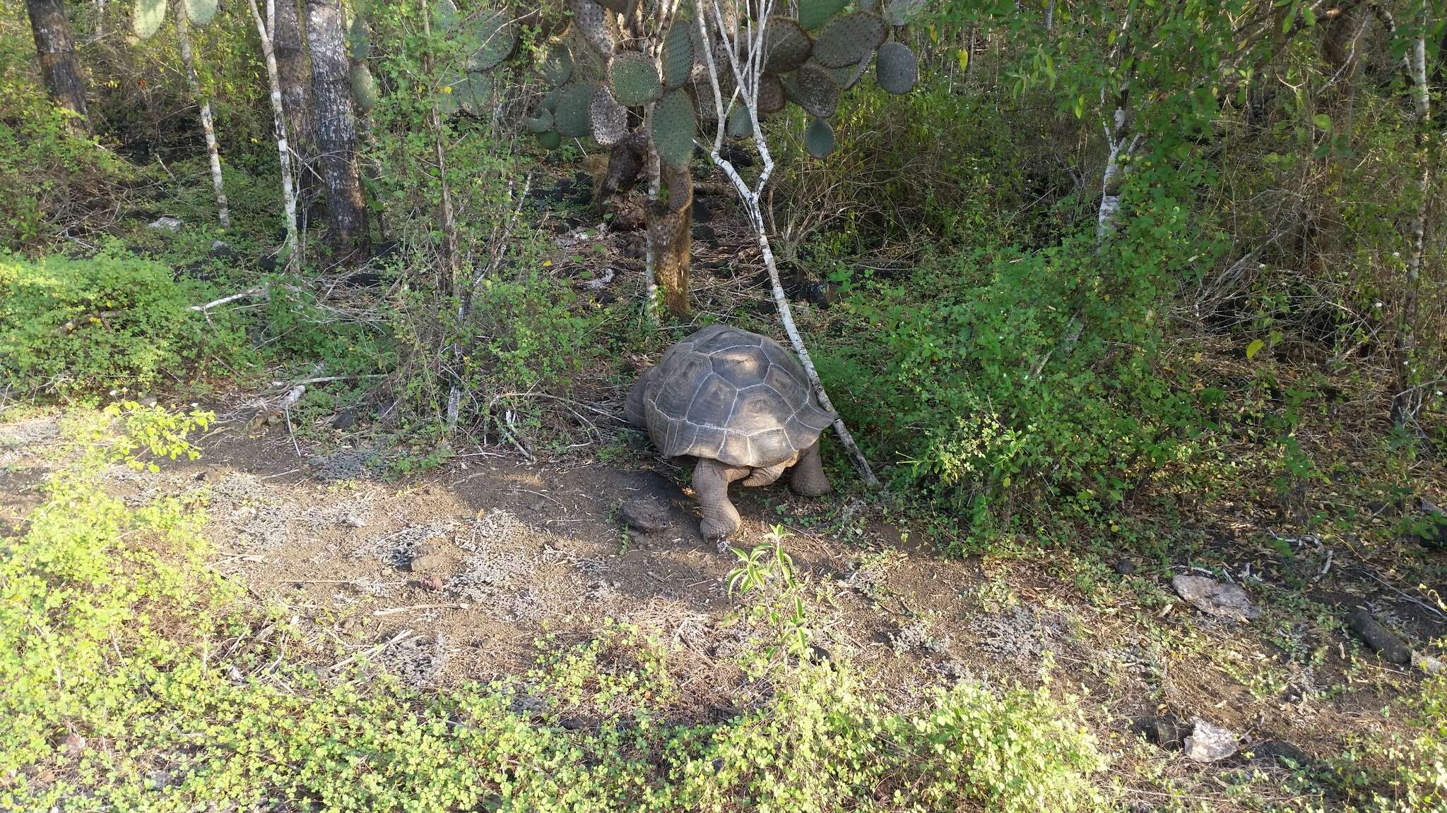 Image of Chelonoidis niger guntheri (Baur 1889)