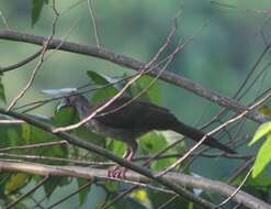 Image of Speckled Chachalaca