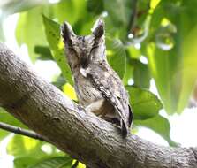 Image of Oriental Scops Owl