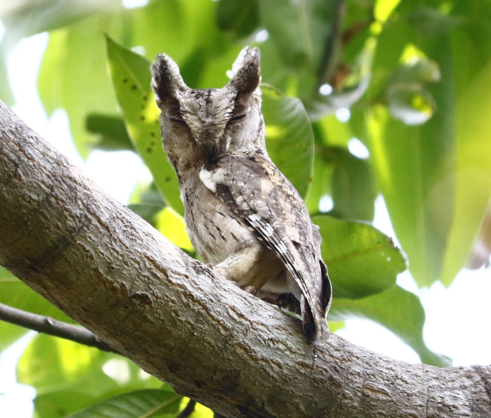 Image of Oriental Scops Owl