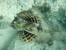 Image of Red Sea dwarf lionfish