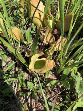 Image of Rosy Pitcherplant