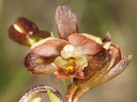 Image de Eulophia tenella Rchb. fil.