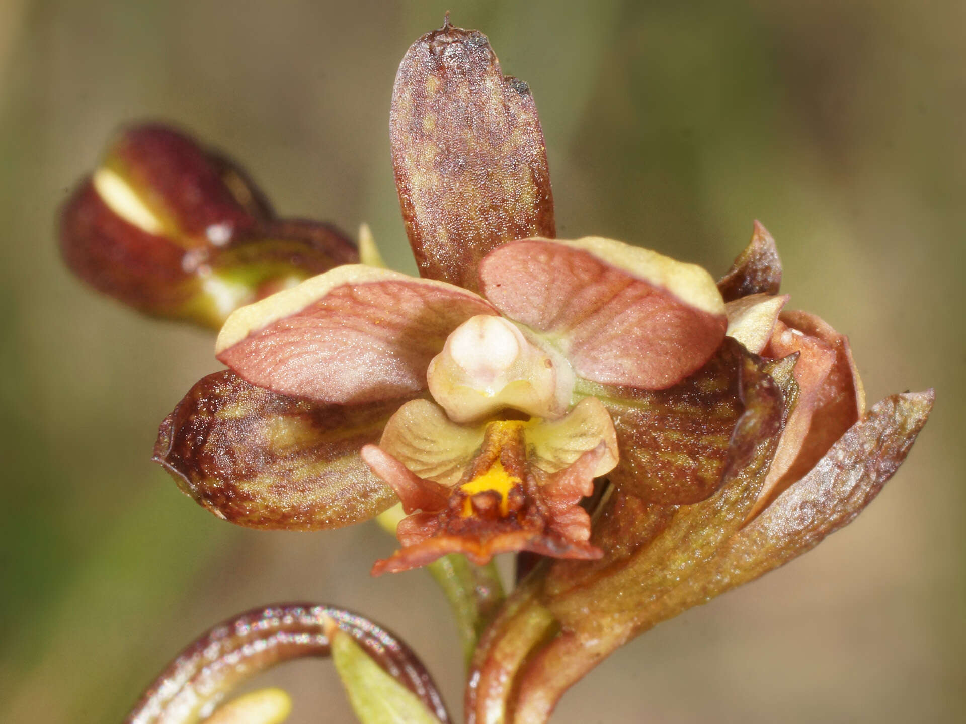 Image de Eulophia tenella Rchb. fil.