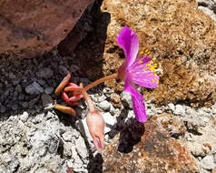 Image of Grahamia coahuilensis (S. Wats.) G. D. Rowley