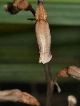 Image of Gastrodia minor Petrie
