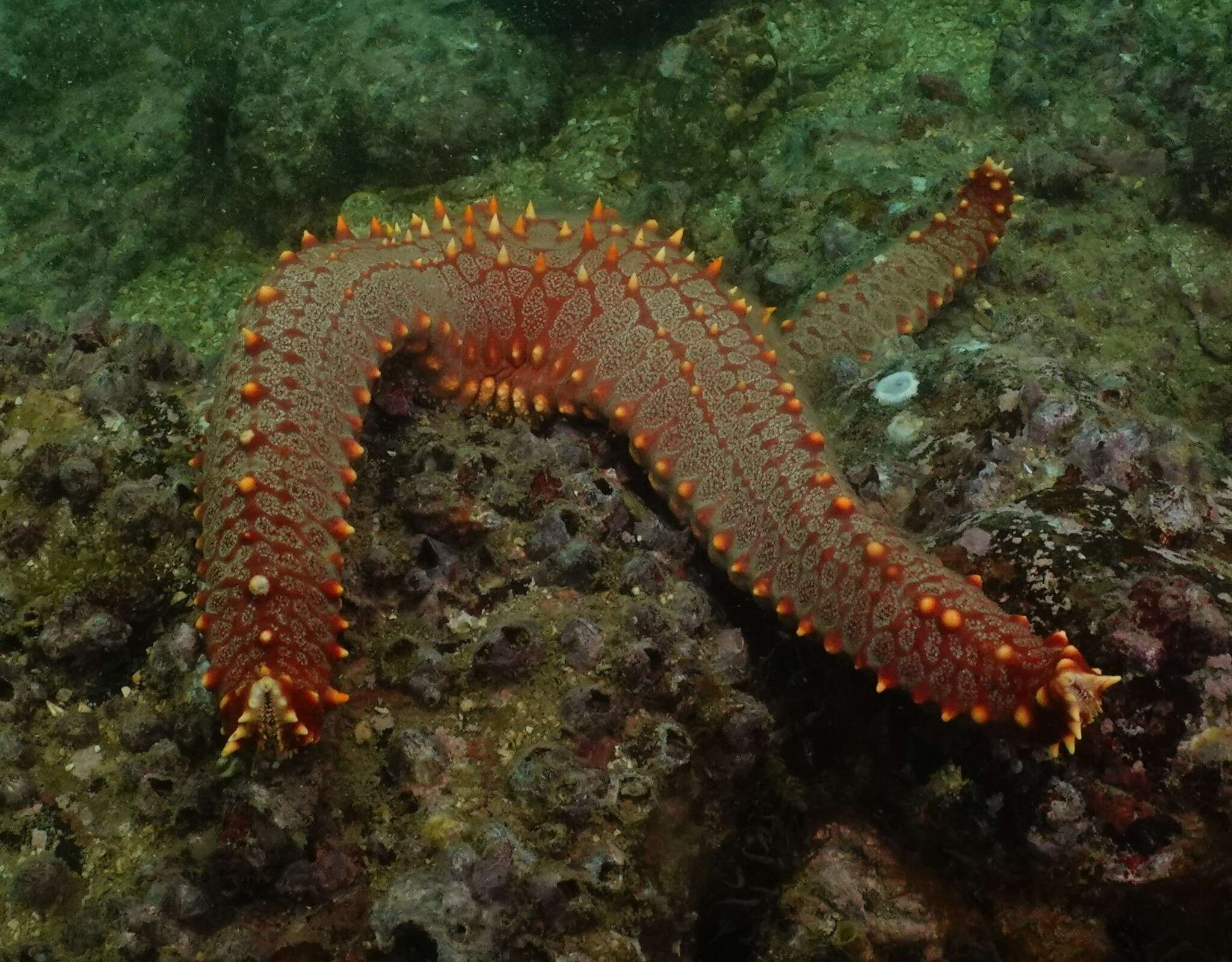 Image of Pentaceraster chinensis (Gray 1840)