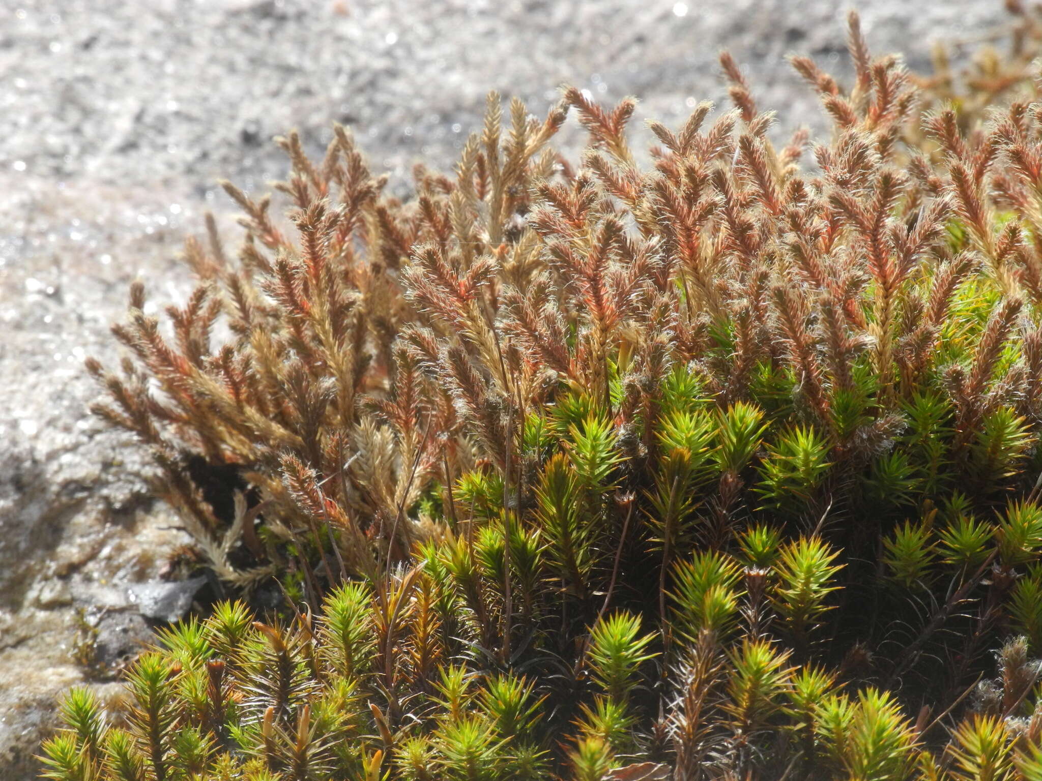 Image of twistedhair spikemoss