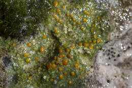 Protoblastenia rupestris (Scop.) J. Steiner的圖片