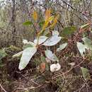 Image of Eucalyptus serraensis P. Y. Ladiges & T. Whiffin