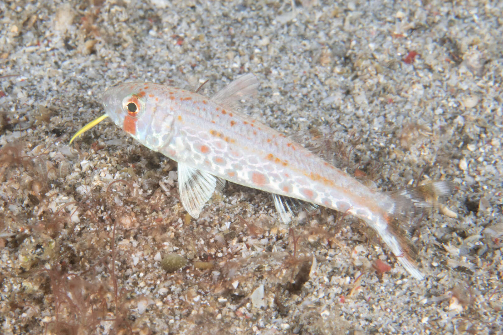 Image of Dark-barred goatfish