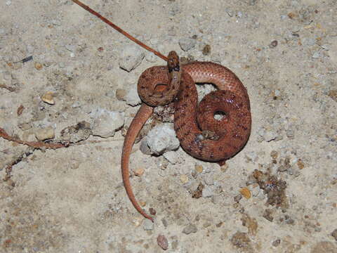 Image of Mexican Brown Snake