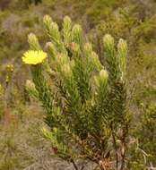 Image of Oedera calycina (L. fil.) N. G. Bergh