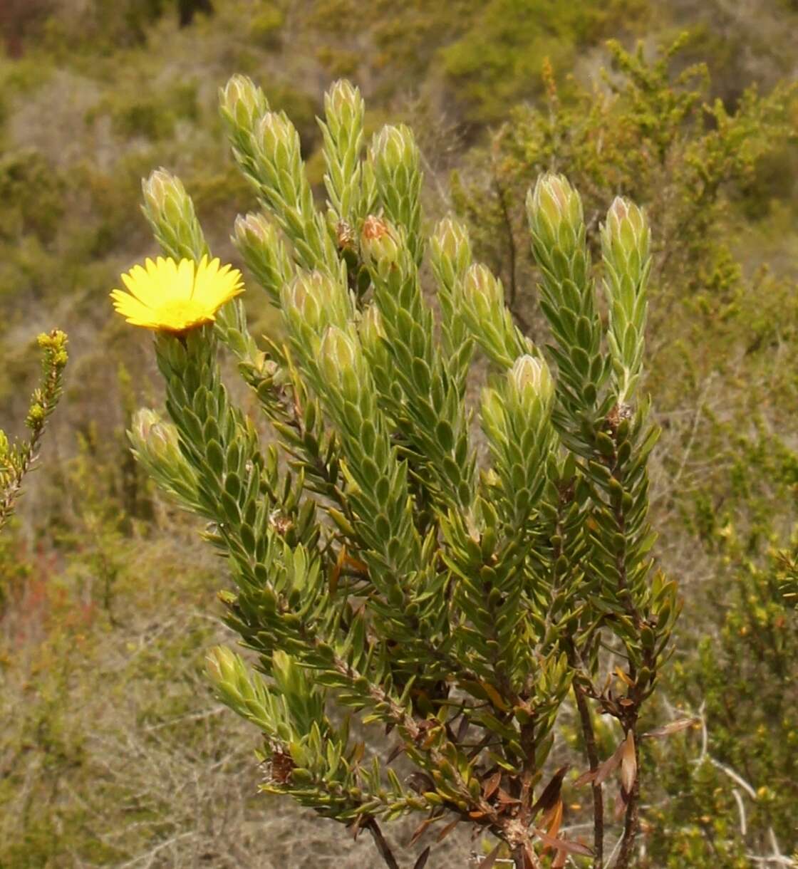 Image of Oedera calycina (L. fil.) N. G. Bergh