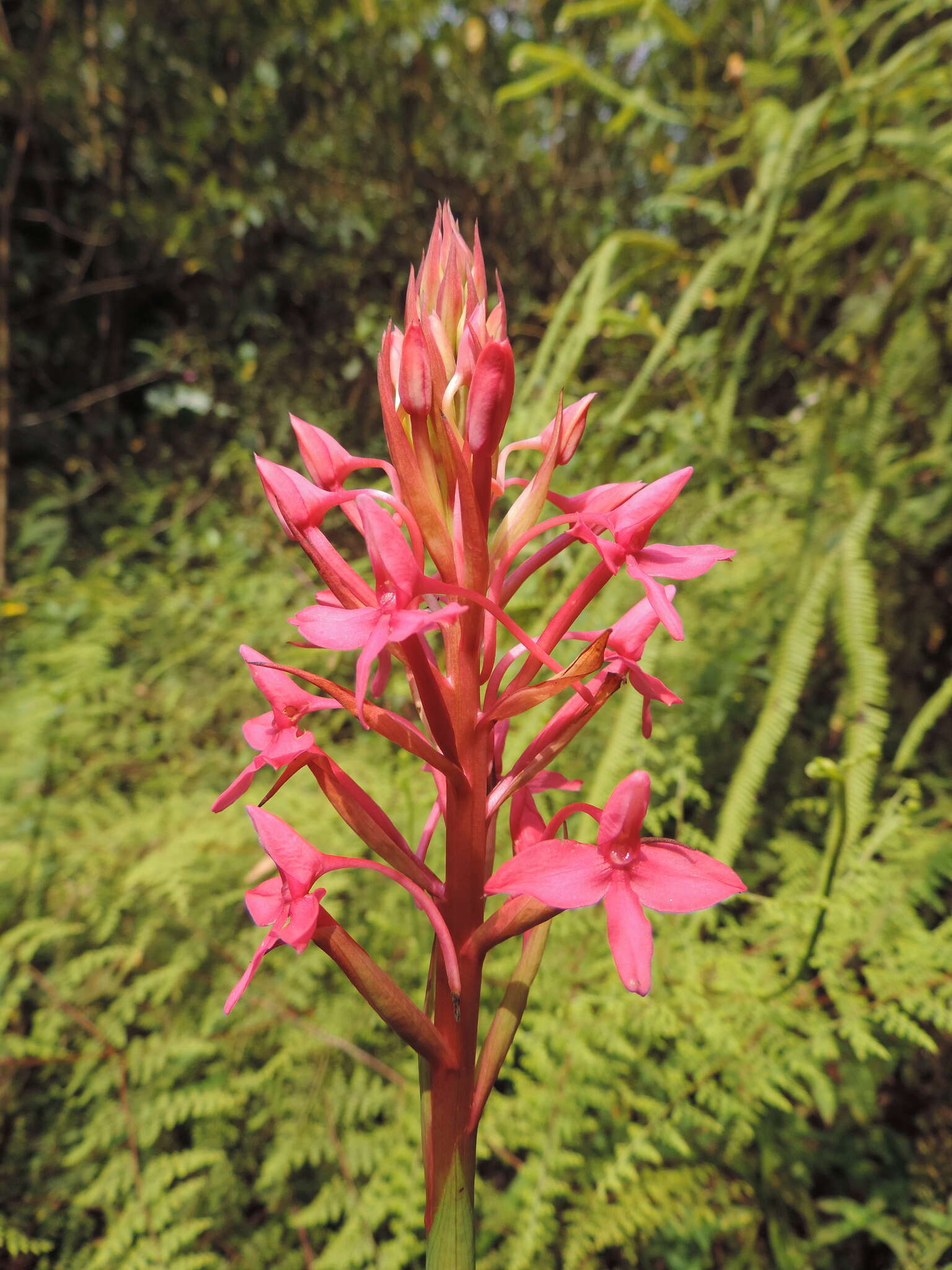 Image of Disa eminii Kraenzl.