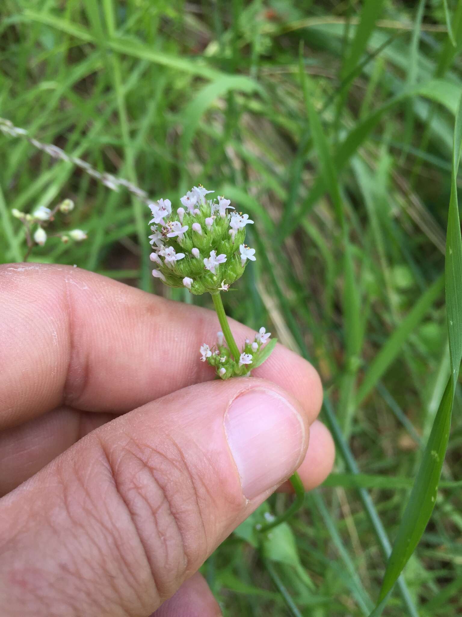 Image of shortspur seablush