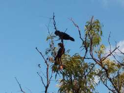 Image of Red-tailed Black-Cockatoo