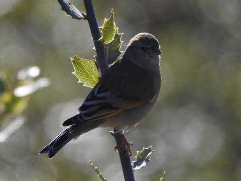 Image of Lawrence's Goldfinch