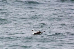 Image of Masked Booby