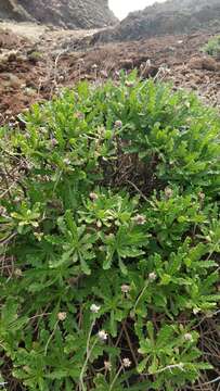 Image of Argyranthemum pinnatifidum subsp. succulentum (Lowe) Humphr.