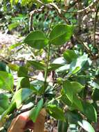 Image de Garcinia portoricensis (Urb.) Alain H. Liogier