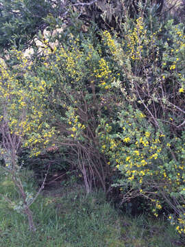 Image of French broom