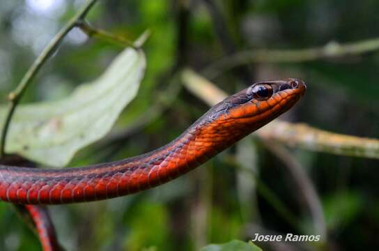 Imagem de Mastigodryas alternatus (Bocourt 1884)