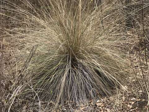 Imagem de Muhlenbergia macroura (Kunth) Hitchc.