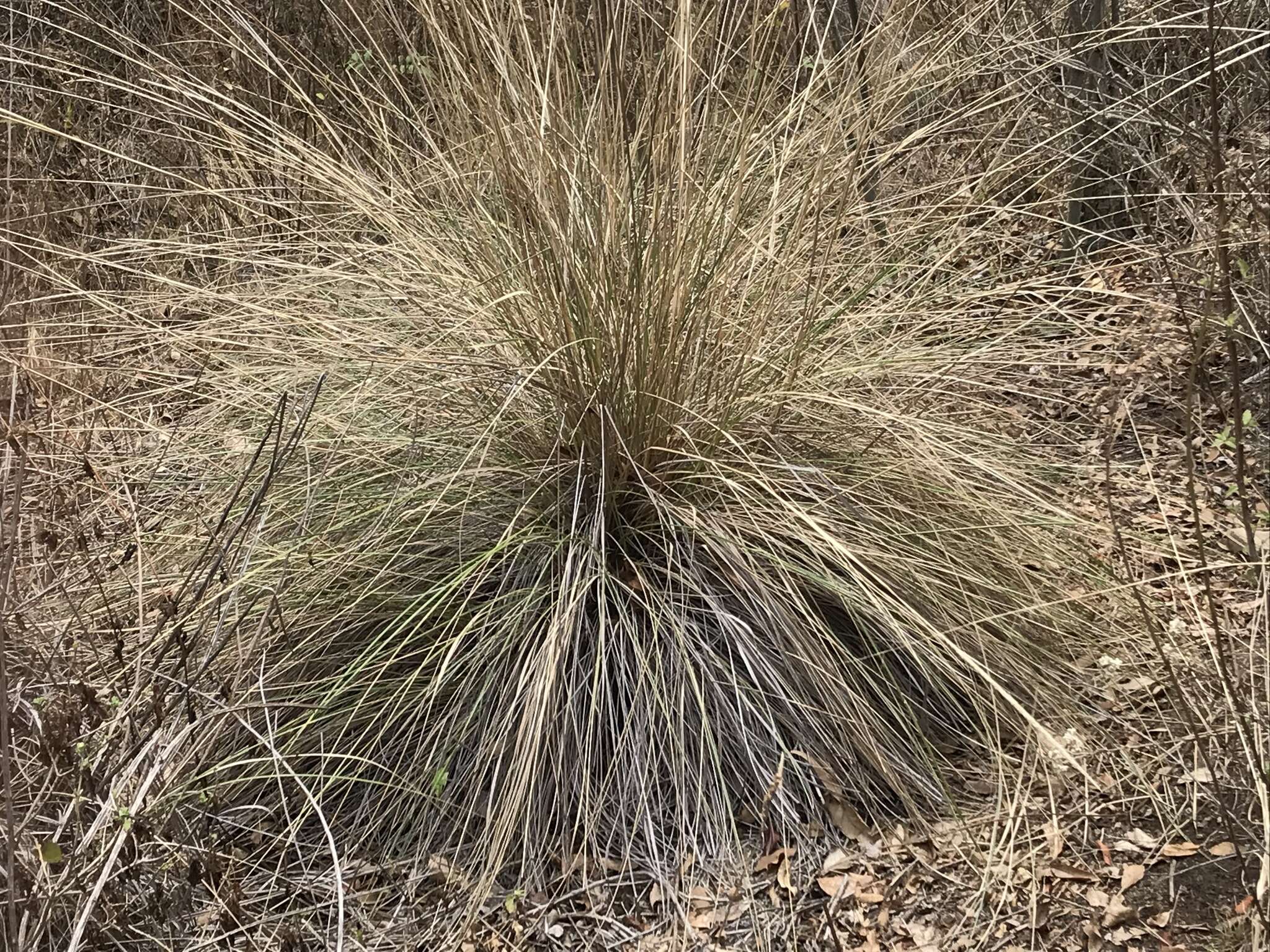 Plancia ëd Muhlenbergia macroura (Kunth) Hitchc.