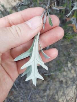 Image of Grevillea ilicifolia subsp. lobata (F. Müll.) Downing