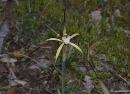 Image of Yellow spider orchid