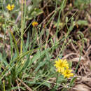 Imagem de Ixeris chinensis subsp. versicolor (Fisch. ex Link) Kitam.