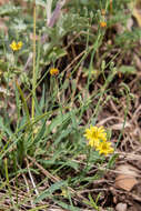 Image of Ixeris chinensis subsp. versicolor (Fisch. ex Link) Kitam.