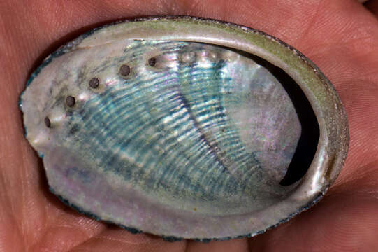 Image of pink abalone